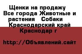 Щенки на продажу - Все города Животные и растения » Собаки   . Краснодарский край,Краснодар г.